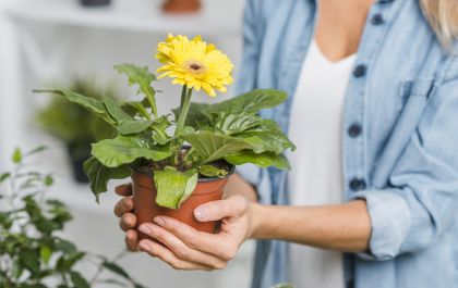 Dicas práticas pra você cuidar das plantas em casa durante a quarentena por Fabiano da Verde Flora