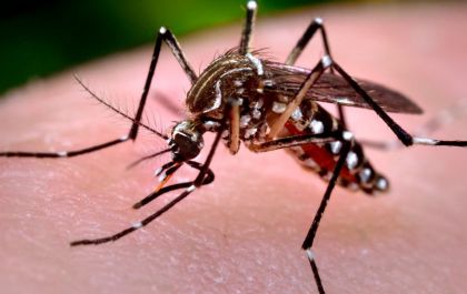 DENGUE: Boletim Semanal apresenta 94 casos notificados como suspeitos em Três Lagoas