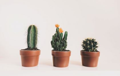Dicas de como cuidar de suculentas e cactos!