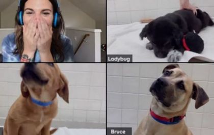 Pedigree e Zoom conectam por vídeo cães aguardando adoção
