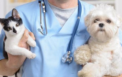 De quanto em quanto tempo meu pet precisa fazer o check up veterinário? - Entenda!