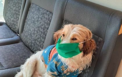 Cachorrinho do Lar dos Idosos precisa de doação de sangue