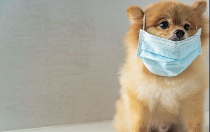 20 cuidados com seu pet durante a pandemia da COVID-19