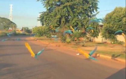 Vídeo que mostra espetáculo de araras em Três Lagoas viraliza nas redes sociais