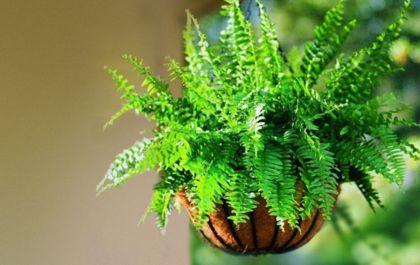 SORTEIO: Sua primavera mais verde