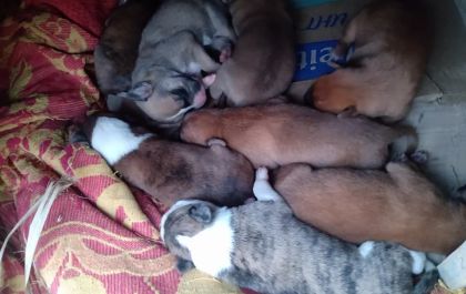 Em TL homem ateia fogo em terreno com cachorrinha e filhotes
