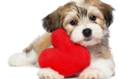 Médico veterinário Dr. Fábio Nogueira fala sobre a importância do check up cardiológico nos pets