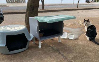 Mãe e filha constroem abrigos para animais de rua