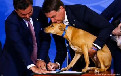 Nova lei aumenta pena para quem maltratar cães e gatos