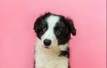 Outubro Rosa Pet: castração é grande aliada para a prevenção do câncer de mama em animais