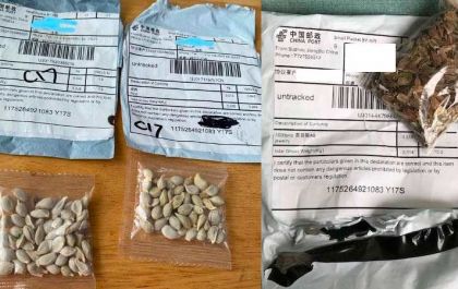 Fungos e bactérias são encontrados em sementes misteriosas da China