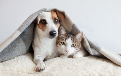 Você sabe a importância de levar seu pet para castrar?