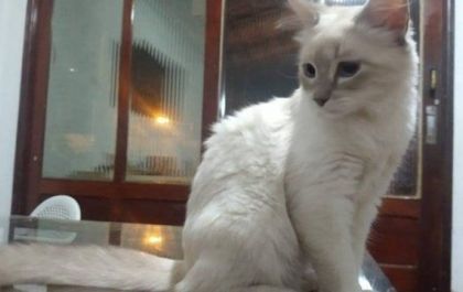 Brasil registra o primeiro caso confirmado de Covid-19 em gato