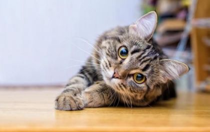 Gato envenenado: saiba o que fazer em casos de suspeita