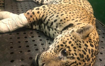 Onça volta ao Pantanal após se recuperar das queimaduras; assista