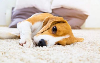 O que é a coronavirose canina e como tratá-la? Quem esclarece o assunto é a equipe da Clínica Bichomania