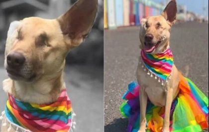 Após receber 17 tiros, cadela é resgatada e vira cão terapia