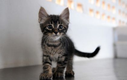 Protetoras denunciam envenenamento em massa de gatos em Três Lagoas