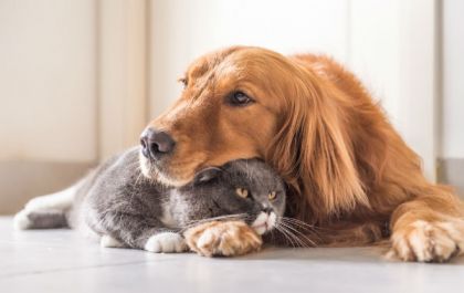 Cães e gatos: saiba como introduzir um novo pet à família