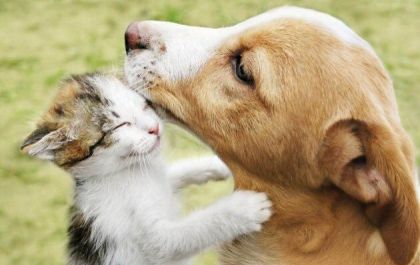 Quer adotar um pet? Protetoras de Três Lagoas realizarão feira de adoção
