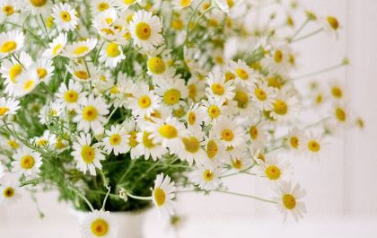 Estas plantas são fáceis de cultivar em casa. Veja as dicas para cuidar