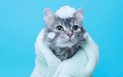 Afinal, gatos precisam de banho ou não?