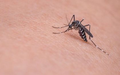 Dengue: Boletim Semanal apresenta 133 casos notificados