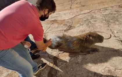 Capivara encontrada com ferimentos já está sendo atendida e monitorada pela SEMEA