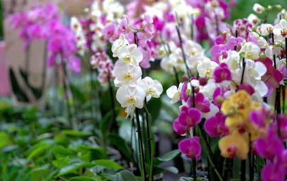 Casa do Artesão realiza Exposição de Orquídeas nesta semana em Três Lagoas