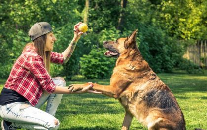 Vai viajar? Planeje o bem-estar do seu pet com antecedência