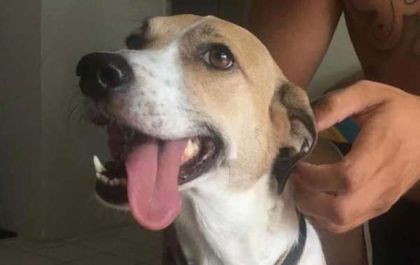 Cachorra Pandora foi encontrada no final de semana