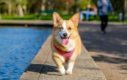 Projeto permite o acesso de animais de estimação em estabelecimentos abertos ao público