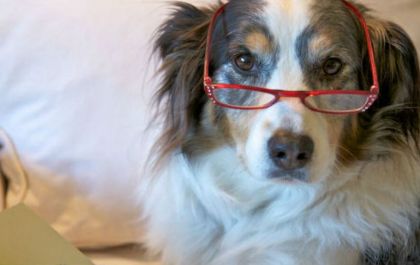 Cães e gatos também envelhecem. Saiba como cuidar deles
