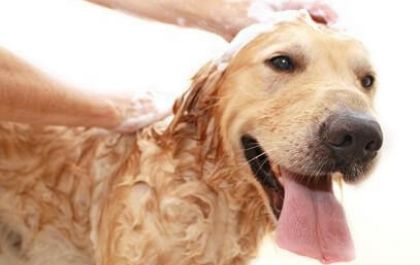 O uso de cosméticos em animais de estimação exige cuidados