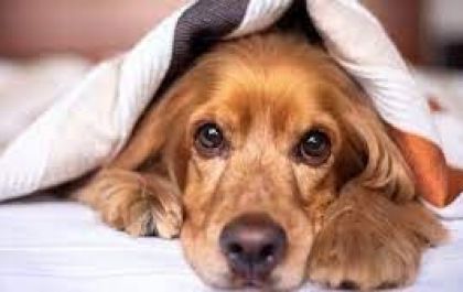 Cuidados com animais no inverno: Dicas para cuidar melhor do seu pet!
