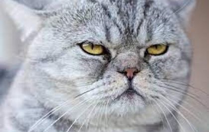 Veja por que os gatos ronronam e 9 outros fatos sobre eles