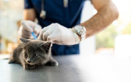 Os perigos de não vacinar seu animal de estimação