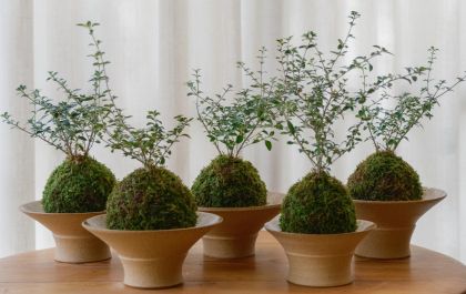 Você conhece a kokedama? Arte japonesa une natureza e bem-estar na decoração