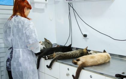 Caravana da Castração em Três Lagoas oferece 1,1 mil cirurgias gratuitas
