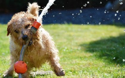 Descubra bebidas que aumentam o bem-estar do seu cão no verão