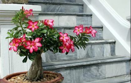 Casa do Artesão recebe feira de orquídeas e rosas do deserto em Três Lagoas