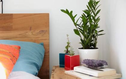 Plantas para o quarto: 7 espécies que trazem calma, purificam o ar e ajudam a dormir melhor