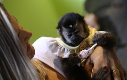 Conheça Malu, a macaca de estimação que vive em Três Lagoas
