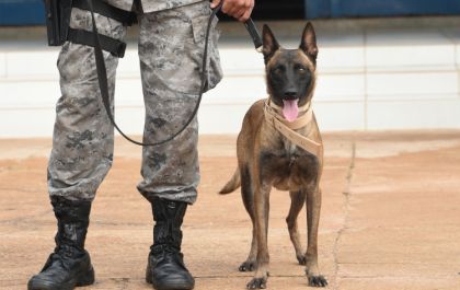 #AmigoBicho: Policial bom pra cachorro