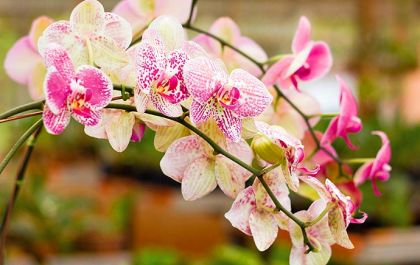 Casa do Artesão realiza Exposição de Orquídeas em Três Lagoas
