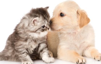 Feira de Adoção de Animais será realizada por curso de Jornalismo da AEMS