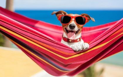 Onde deixar meu pet durante as férias, e o que fazer se ele for comigo? Veja dicas!
