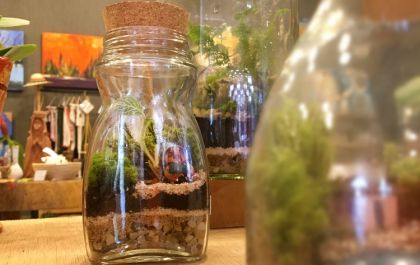 Encanto verde: Aprenda a montar seu próprio terrário