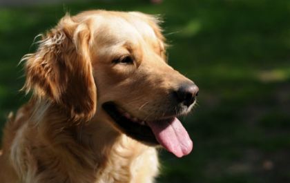 Mulher treina seu cão para levar comida à idosa na quarentena