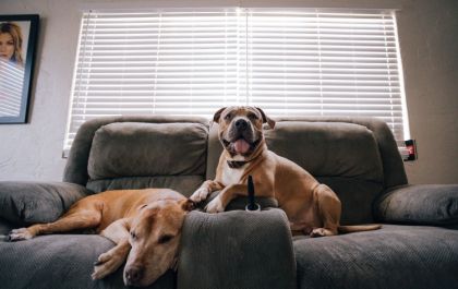 Dicas para cuidar do seu pet na quarentena
